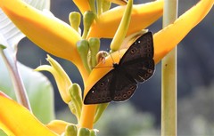 Eurybia molochina