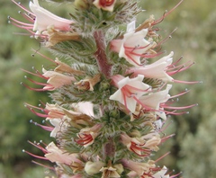 Echium boissieri