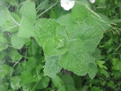 Mentha × rotundifolia