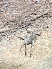 Aglaothorax longipennis