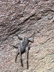 Aglaothorax longipennis