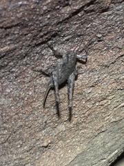 Aglaothorax longipennis