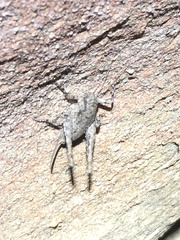 Aglaothorax longipennis