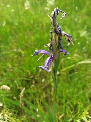 Iris spuria