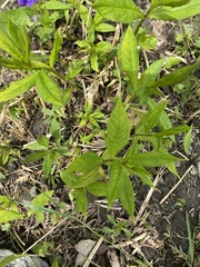 Lysimachia thyrsiflora