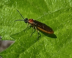 Dolerus ephippiatus