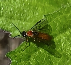 Dolerus ephippiatus
