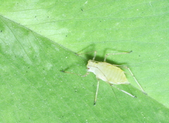 Acyrthosiphon