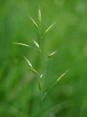 Bromus racemosus