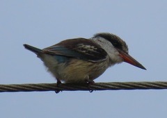 Halcyon chelicuti chelicuti