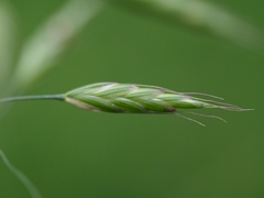 Bromus racemosus