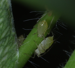 Acyrthosiphon