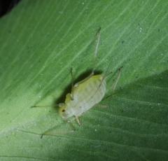 Acyrthosiphon