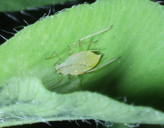 Acyrthosiphon