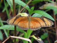 Dryas iulia alcionea