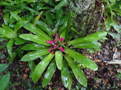 Nidularium innocentii