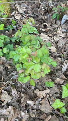 Toxicodendron diversilobum