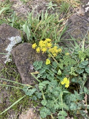 Lomatium martindalei