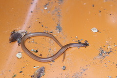 Tantilla gracilis