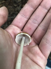 Agrocybe acericola