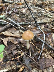 Agrocybe acericola