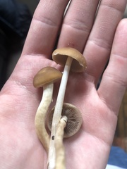 Agrocybe acericola