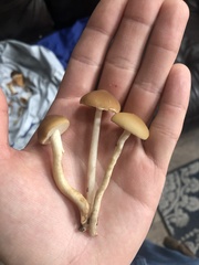 Agrocybe acericola