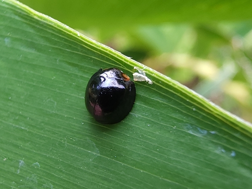 Malaysian Ladybird photo 3