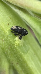 Tyloderma foveolatum