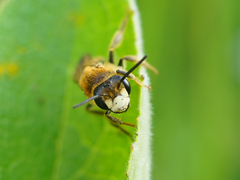 Andrena