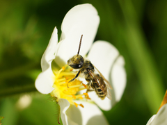 Andrena