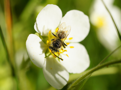 Andrena
