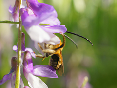 Eucera