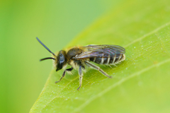 Andrena