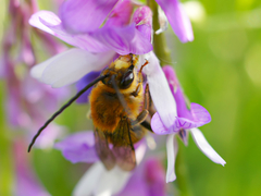 Eucera