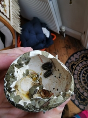 Armadillidium depressum