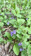 Glechoma hederacea