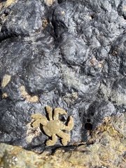 Hapalogaster cavicauda