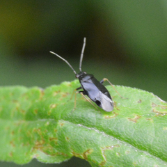 Slaterocoris