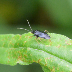 Slaterocoris