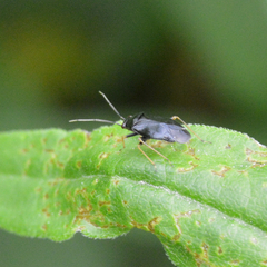Slaterocoris