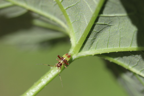 spotted plant bug, Lisse, Zuid-Holland, Netherlands, photo 10 of 10