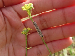 Anthocharidini