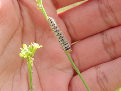 Anthocharidini