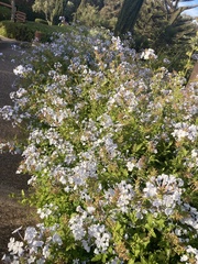 Plumbago auriculata
