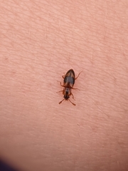 Phymaphora