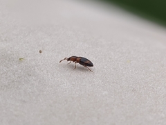 Phymaphora