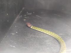 Erythrolamprus typhlus brachyurus
