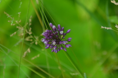 Allium