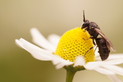Hylaeus nigritus